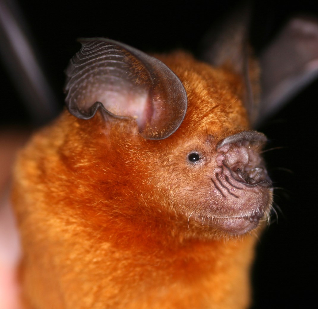 Hipposideros larvatus