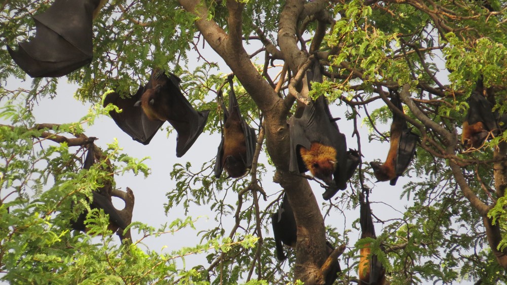 Flying_Fox_Colony_Shwe_Saydi_Pagoda_2_Web