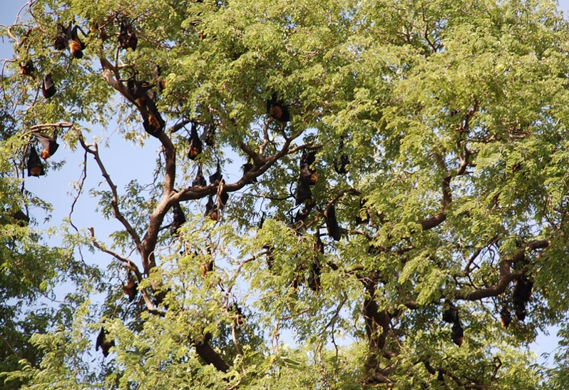 Flying_Fox_Colony_Shwe_Saydi_Pagoda_web