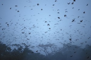 Evening departure of thousands of flying foxes