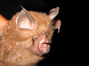 Rhinolophus pearsonii (copyright Juliana Senawi)