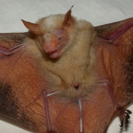 Myotis formosus, yellow form from Taiwan