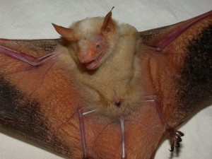 Myotis formosus, yellow form from Taiwan