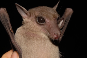 A snappy habit -- Eonycteris spelaea(photo T. Kingston)