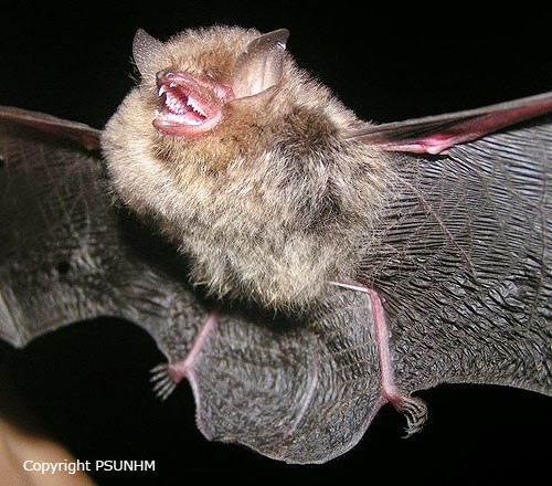 SEABCRU » More species of woolly bats whisper in Southeast Asia's  rainforests