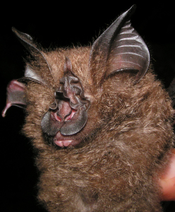 Rhinolophus francisi (photo Pipat Soisook)